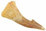 Fossil Sawfish (Onchopristis) Rostral Barb - Morocco #356407-1